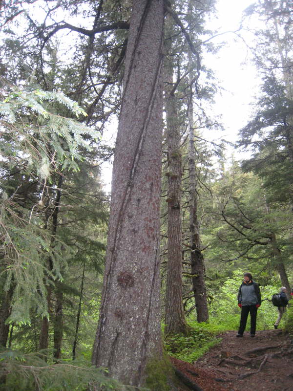 Tree hit by lighning