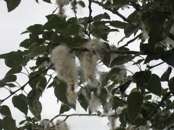 Cottonwood tree
