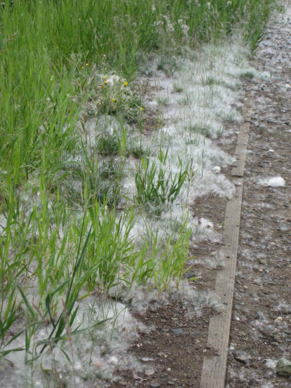 Beneath the cottonwood trees