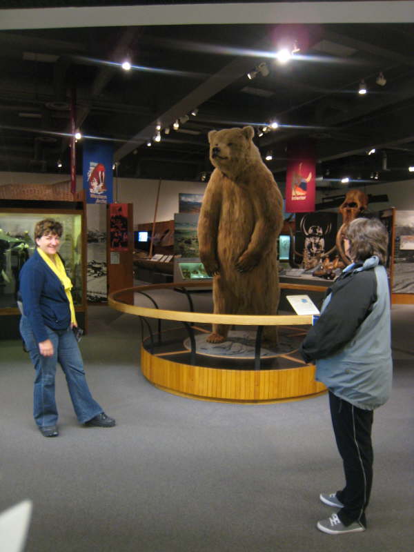 Grizzly Bear at Fairbanks Museum