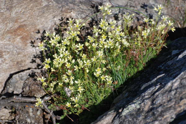 Lapland Diapensia