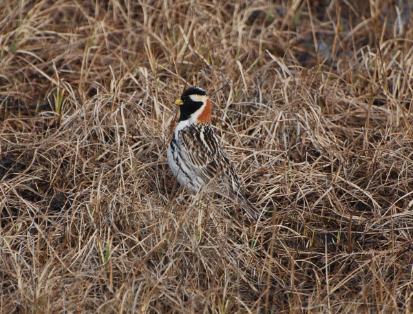 Lapland  Bunting