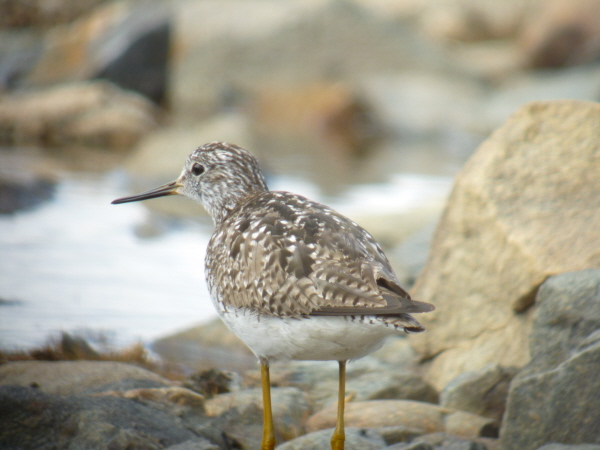 Lesser Yellowlegs