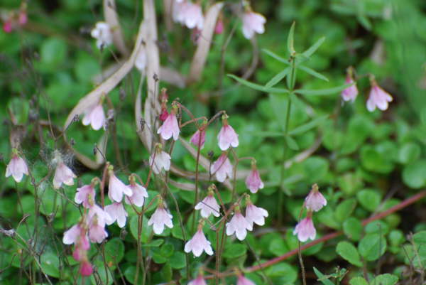 Linnaea Borealis
