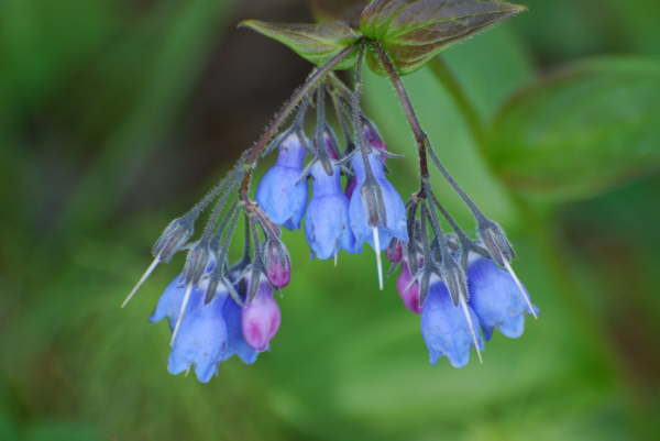 Mertensia Panniculata