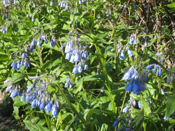 Mertensia Panniculata