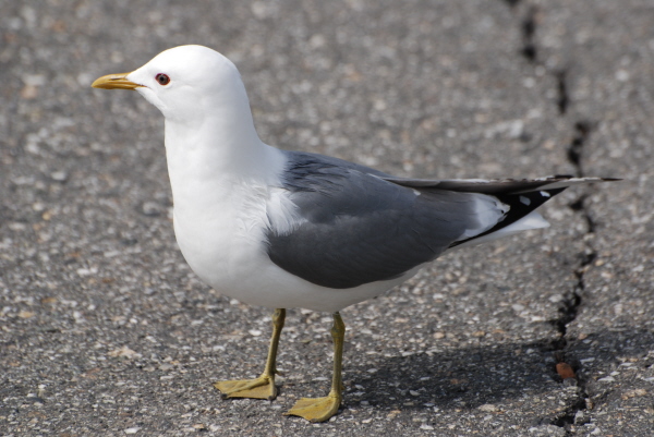 Mew Gull