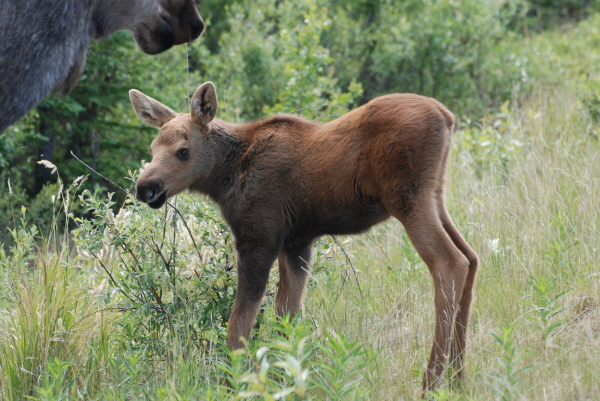 Moose Calf