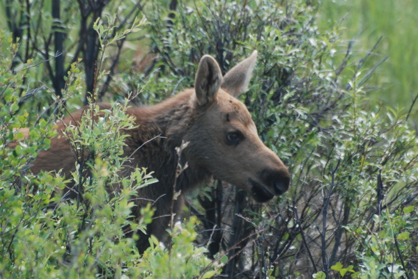 Moose Calf 
