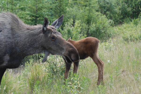 Moose and Calf