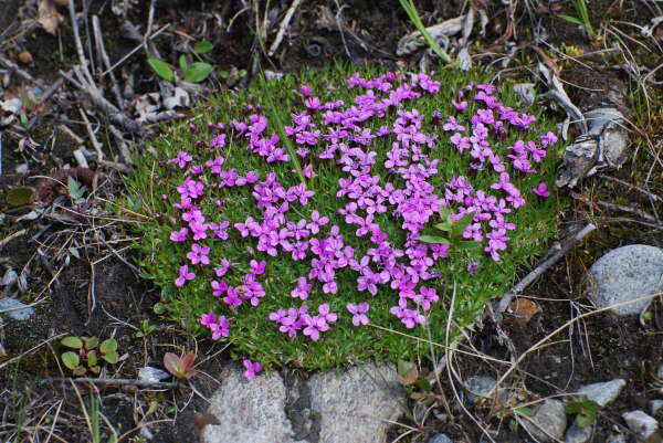Moss Campion