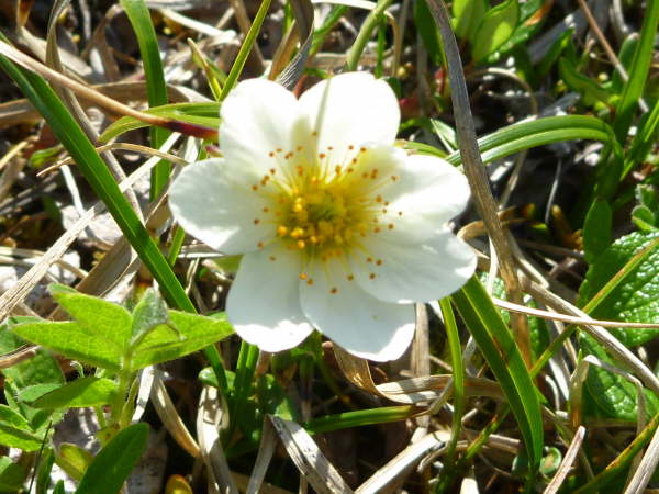 Mountain avens
