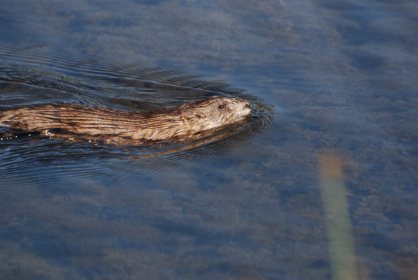 Muskrat