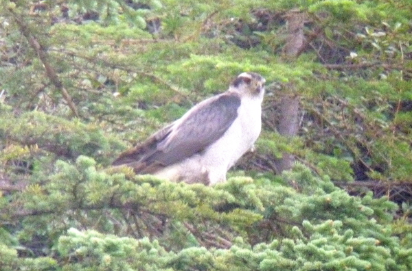 Northern Goshawk