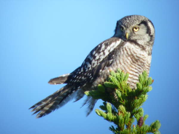Northern Hawk Owl