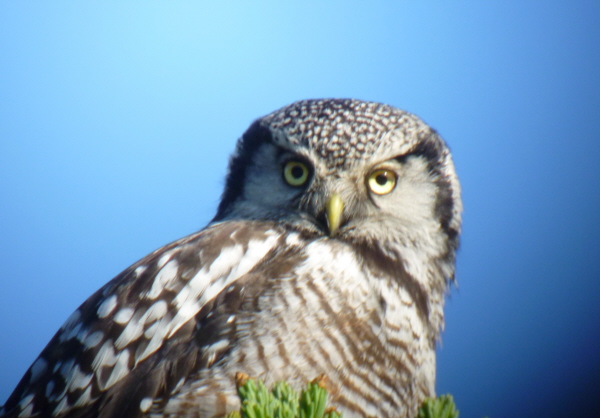 Northern Hawk Owl