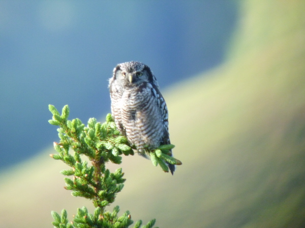 Northern Hawk Owl (juvenile)