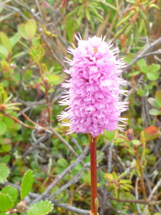 Polygonum bistorta