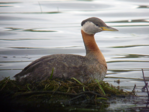 Red-necked Grebe