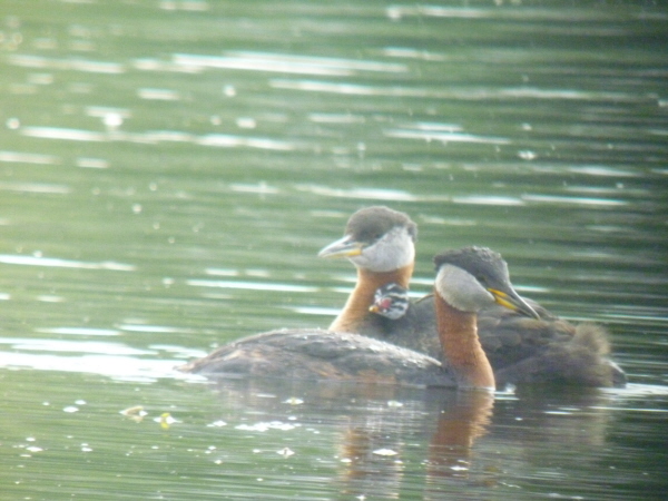 Red-necked Grebes and chick