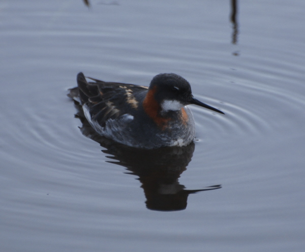 Red-necked Phalarope