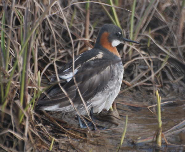 Red-necked Phalarope