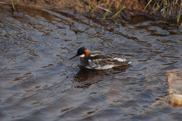 Red-necked Phalarope