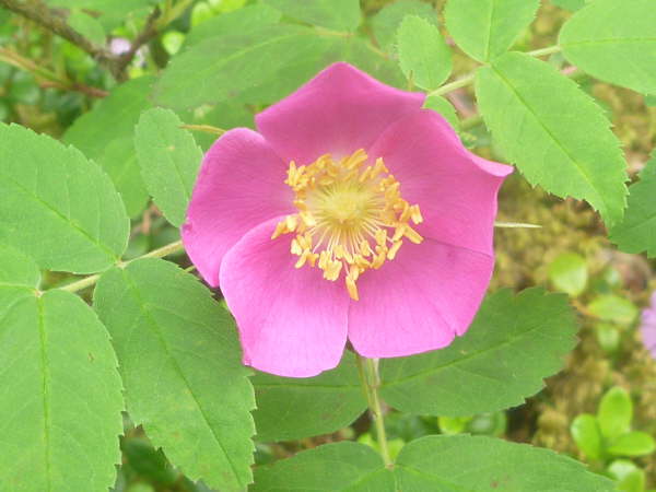 Rosa acicularis