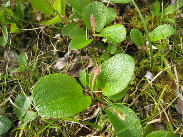 Salix rotundifolia