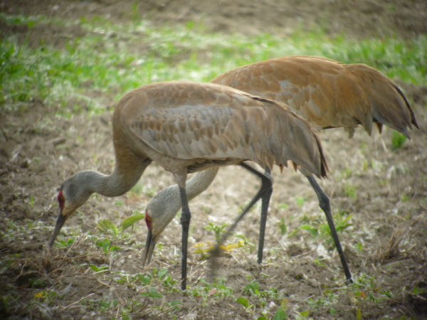 Sandhill Cranes