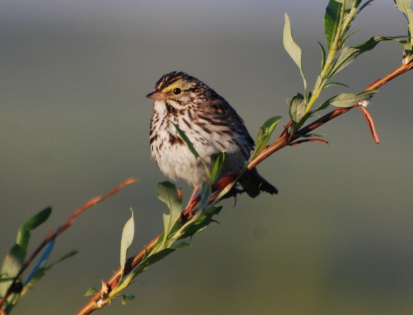 Savannah Sparrow