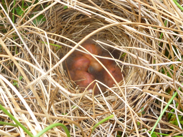 Savannah Sparrow chicks