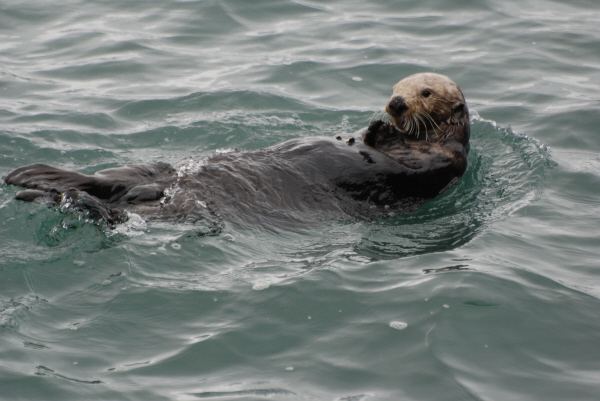 Sea Otter