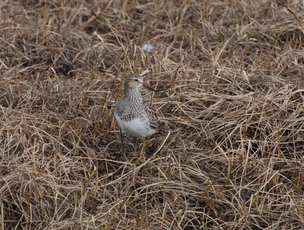 Sharp-Tailed Sandpiper