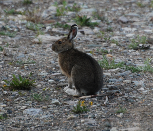 Snowshoe Hare