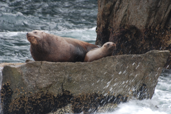 Steller Sea Lions
