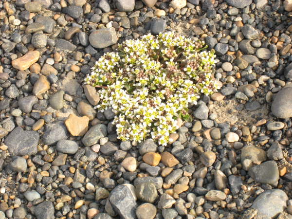 Unknown plant on gravel at Barrow