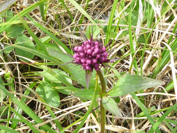 Valeriana capitata