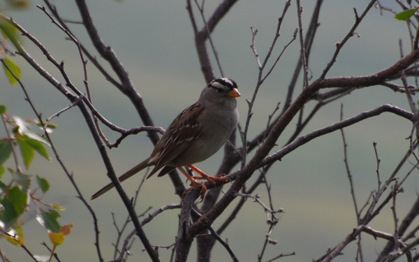 White-Crowned Sparrow