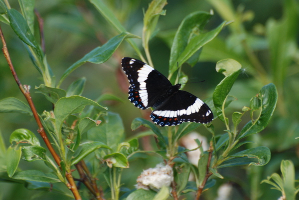 White Admiral