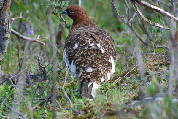 Willow Ptarmigan