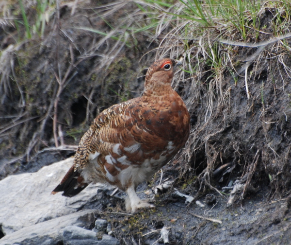Willow Ptarmigan