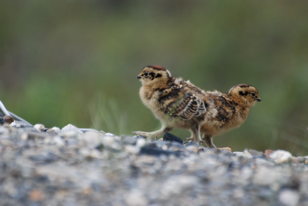 Willow Ptarmigan chicks