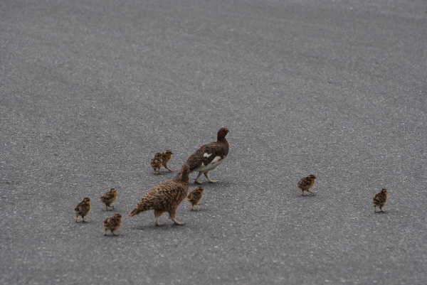 Willow Ptarmigan family