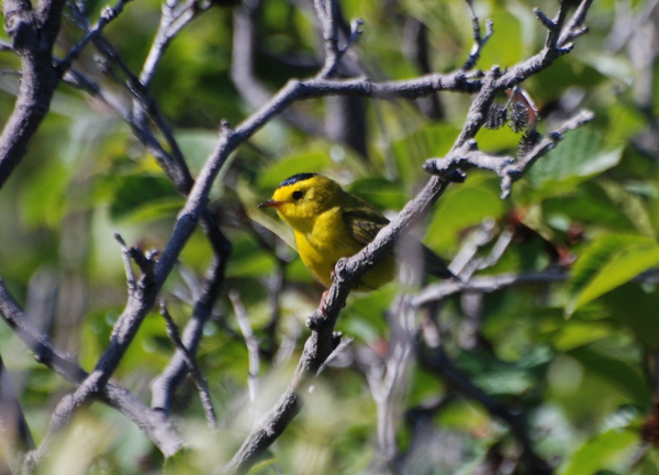 Wilson's Warbler