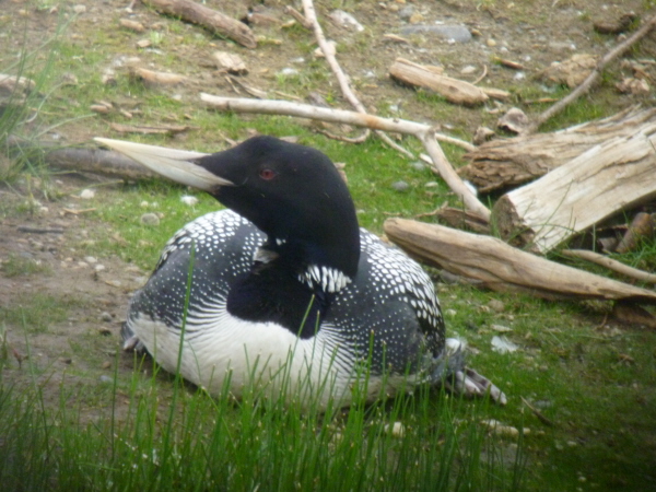 Yellow-Billed Diver