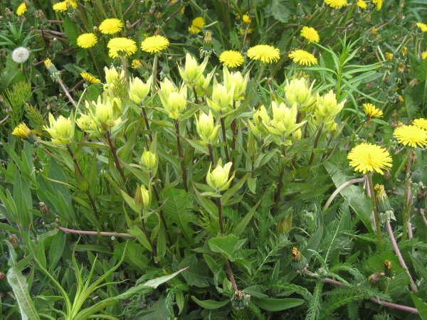 Yellow Paintbrush