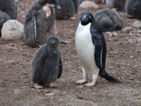 Adelie Penguin and chick