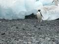 Adelie penguins eating ice