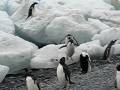 Adelie penguins on beach